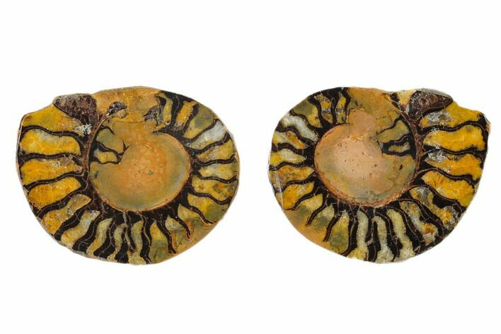 Sliced, Iron Replaced Fossil Ammonite - Morocco #137996